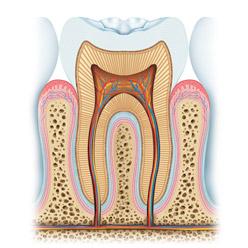 L'intérieur d'une dent