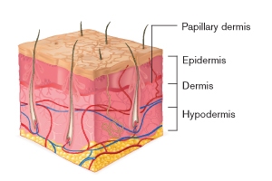 Structure de la peau EN