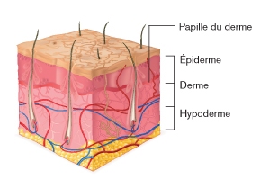 Structure de la peau FR